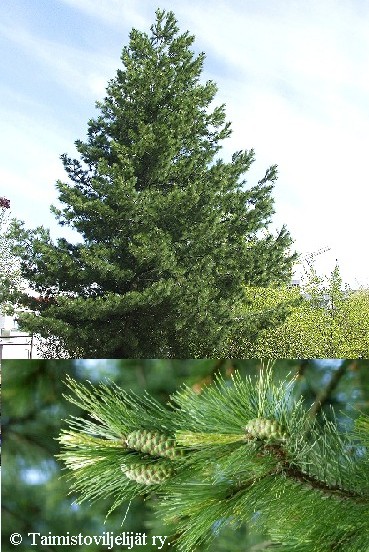 Pinus peuce